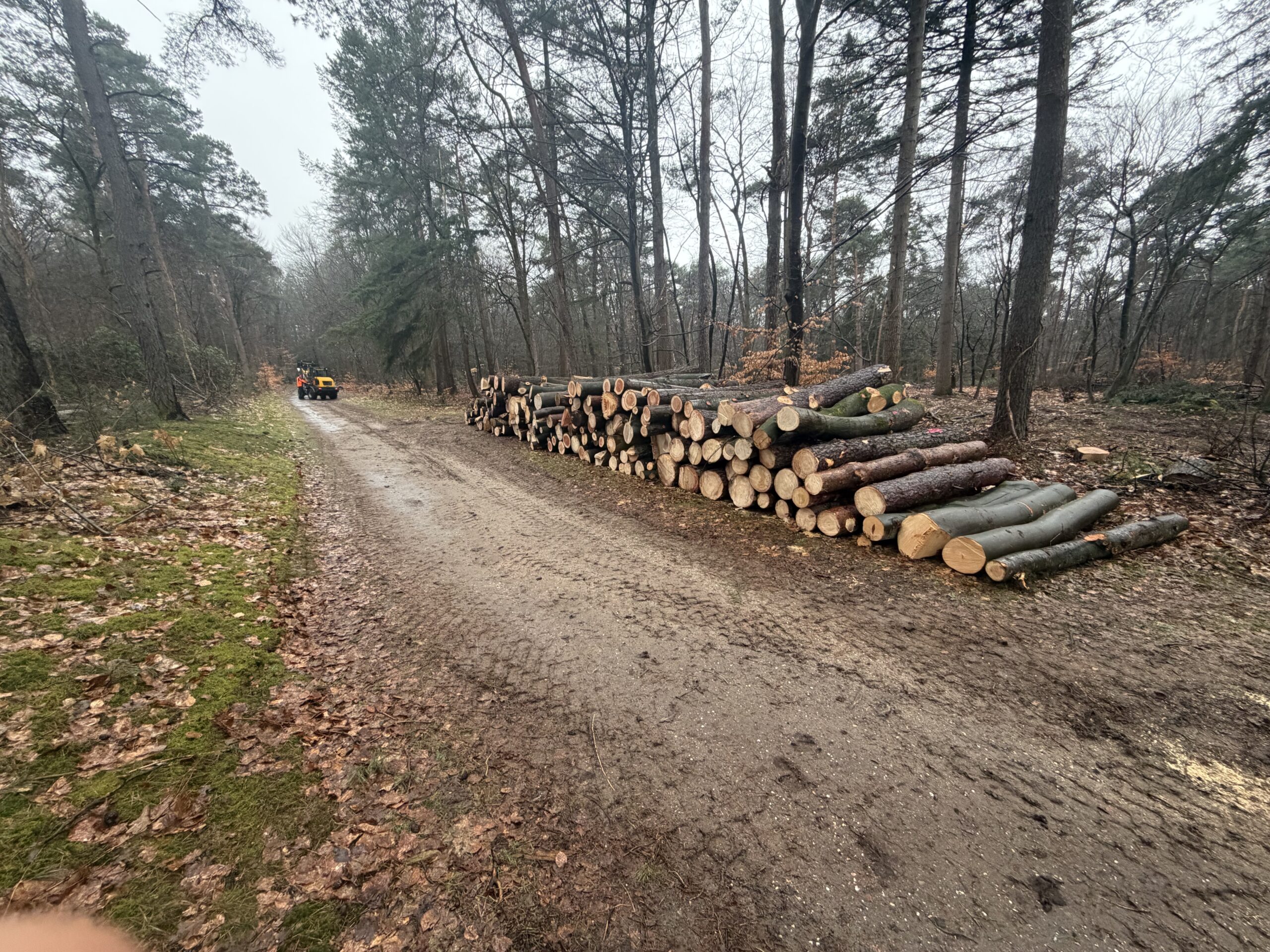 vers gezaagd hout